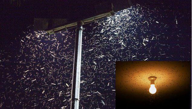 insetti attirati da luce artificiale